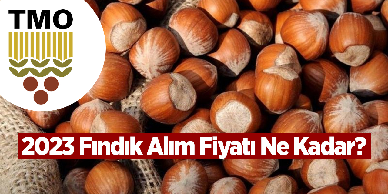 Toprak Mahsulleri Ofisi Fındık Alımı 2023 Fındık Alımına Ne Zaman