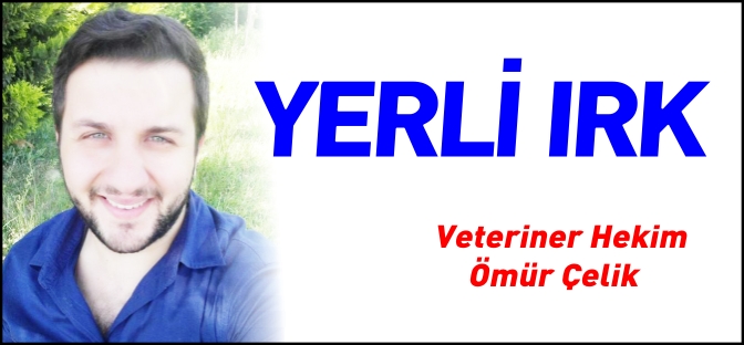 YERLİ IRK