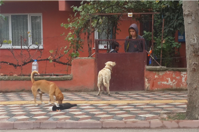 BAŞIBOŞ KÖPEKLER DEHŞET SAÇTI!