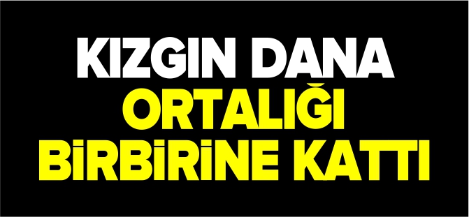 KIZGIN DANA ORTALIĞI BİRBİRİNE KATTI