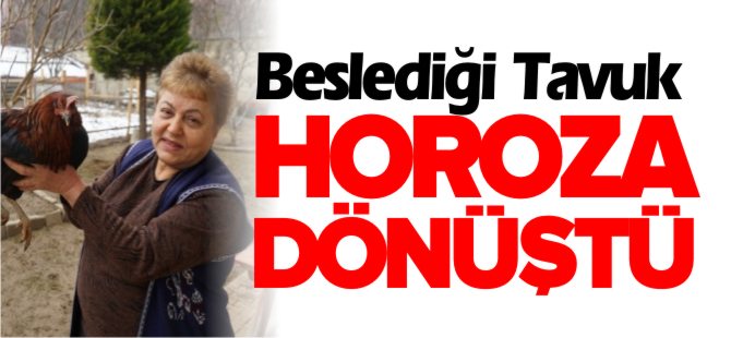 BESLEDİĞİ TAVUK HOROZA DÖNÜŞTÜ