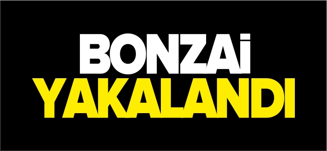 BONZAİ YAKALANDI