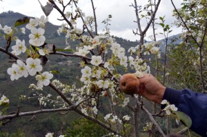 ORDU'DA ARMUT AĞACI MEYVESİ ÜZERİNDE ÇİÇEK AÇTI