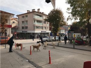 BAŞIBOŞ KÖPEKLER KORKU SAÇTI