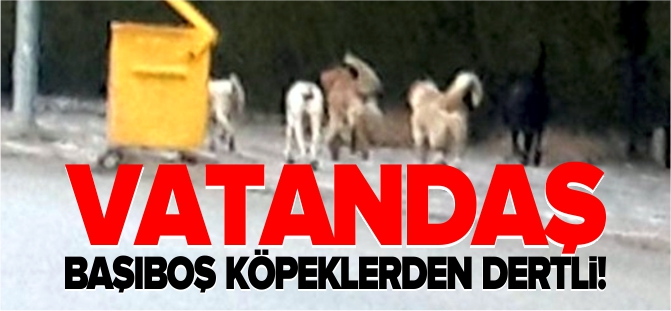 VATANDAŞ BAŞIBOŞ KÖPEKLERDEN DERTLİ!