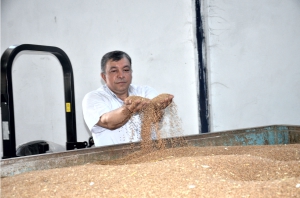 TMO BUĞDAY ALIMINA BAŞLADI