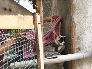 MAHSUR KALAN KEDİYİ İTFAİYE KURTARDI!