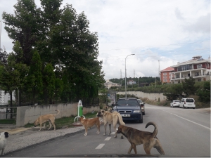 BAŞIBOŞ KÖPEKLER TEHLİKE SAÇIYOR