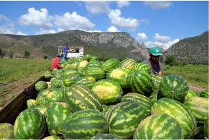 OSMANELİ KARPUZU ÜLKE PAZARINDA