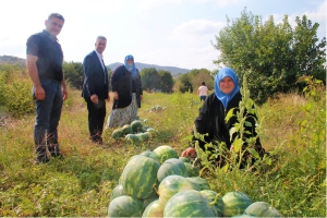 SARI KARPUZ HASADI YAPILDI