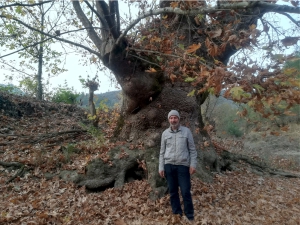 BU AĞACI GÖRENLER ŞAŞIRIYOR!