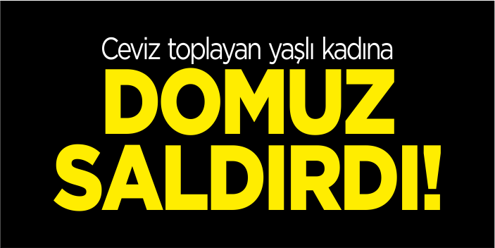 Ceviz toplayan yaşlı kadına domuz saldırdı