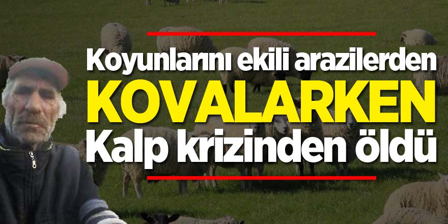 Koyunlarını ekili arazilerden kovalarken kalp krizinden öldü