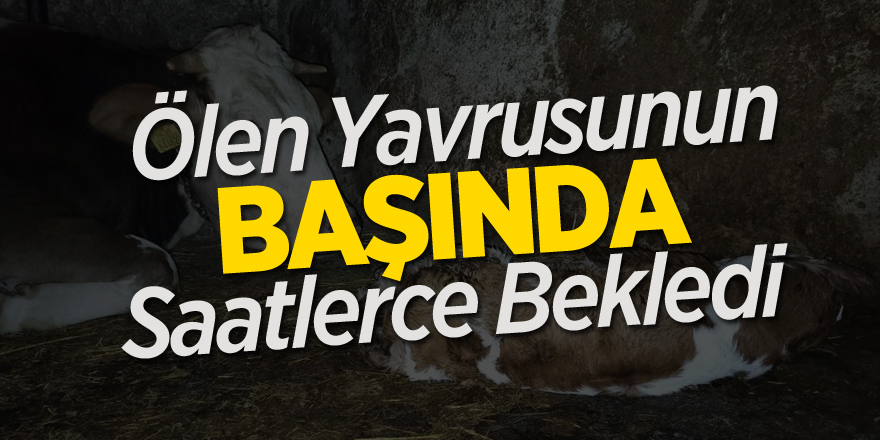 Ölen yavrusunun başında saatlerce bekledi