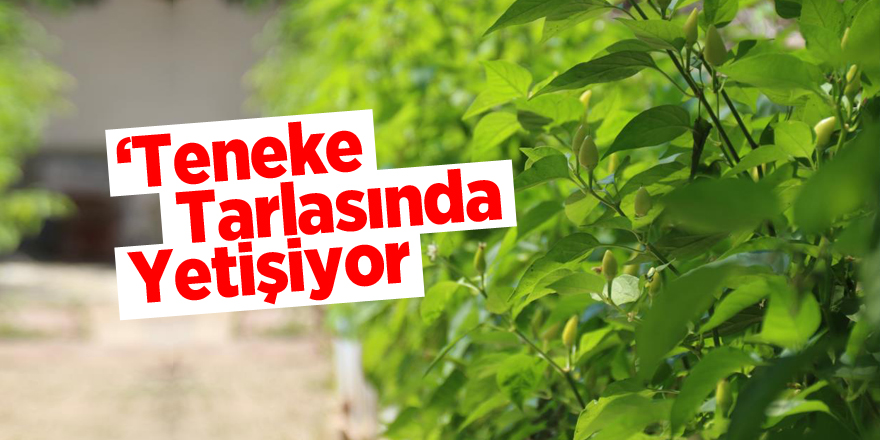 ‘Teneke Tarlası’nda yetişiyor