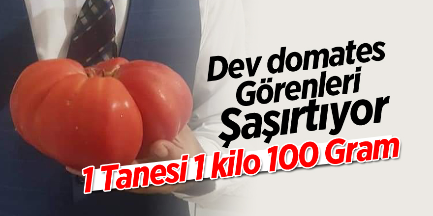 Dev domates görenleri şaşırtıyor