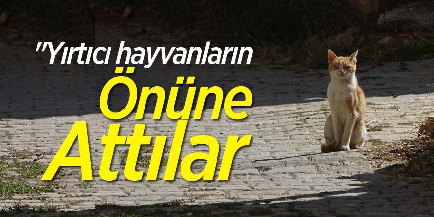 Yırtıcı hayvanların önüne attılar