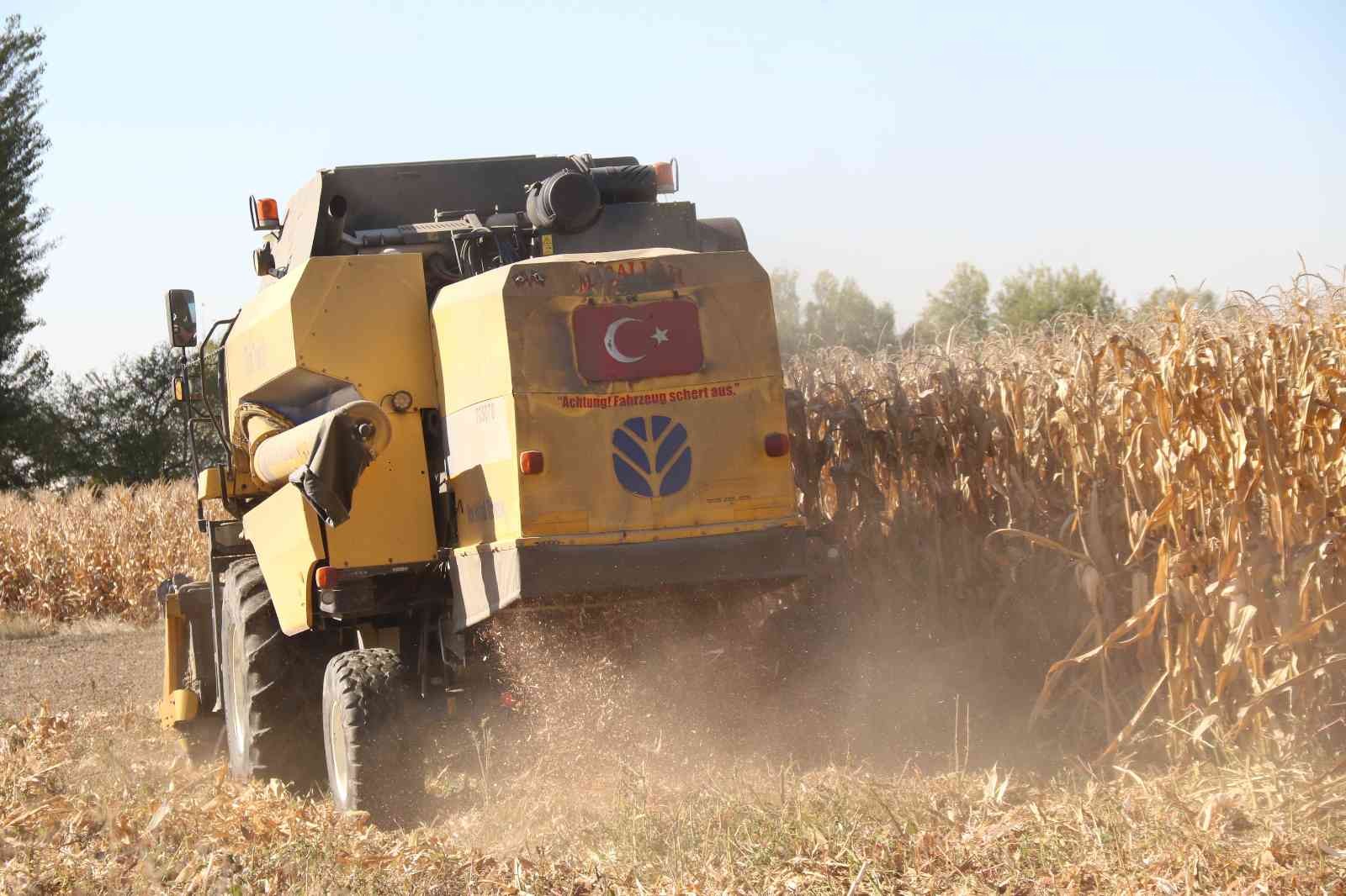 Hasadı başlayan tane mısırda kuraklık nedeniyle rekolte düştü