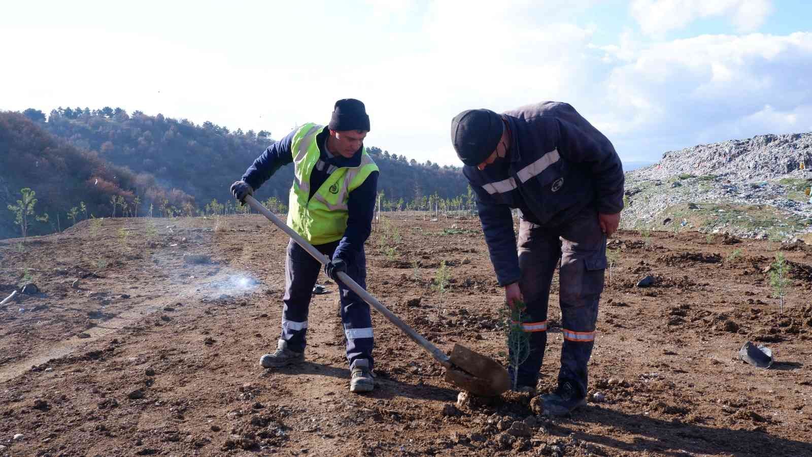 Eski çöplük orman olma yolunda