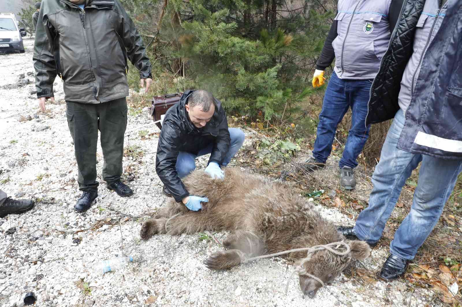 Deredeki ayı kurtarma operasyonundan nefes kesen görüntüler