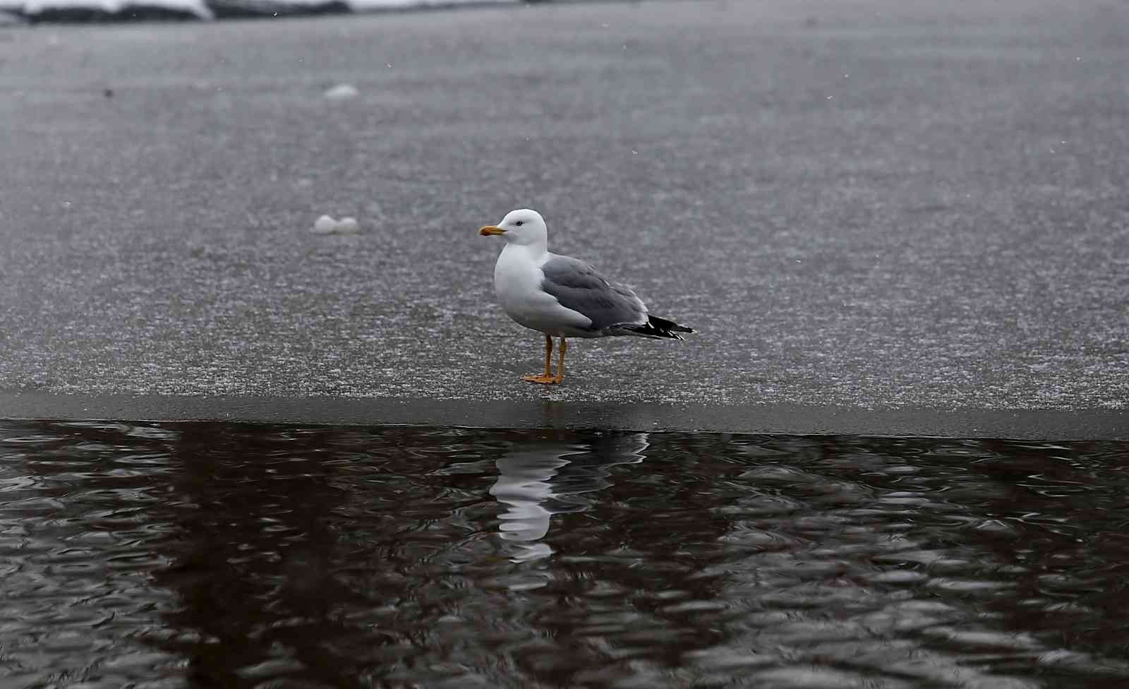 Yazın dolup taşan Botanik Park, kar yağınca hayvanlara kaldı