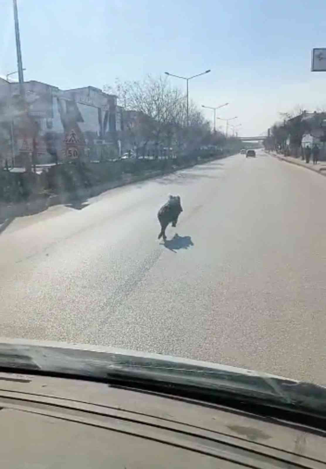 Cadde ortasında domuz