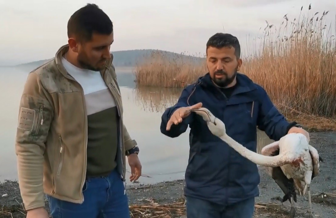 Ayağı kırılan flamingoyu kurtardılar