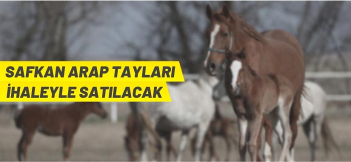 Safkan Arap tayları satılacak