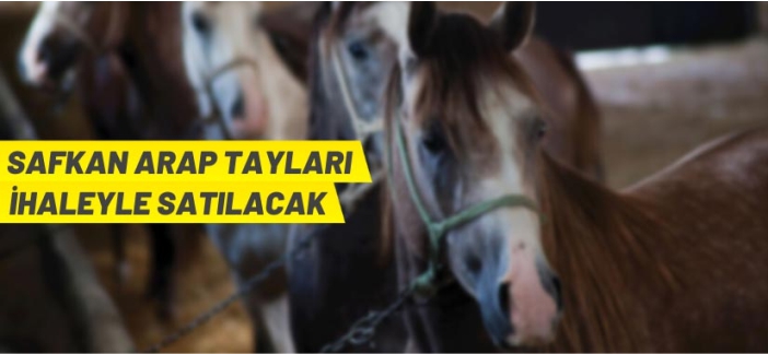 Safkan Arap tayları satılacak