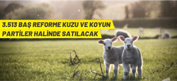 3 bin 513 küçükbaş hayvan satılacak