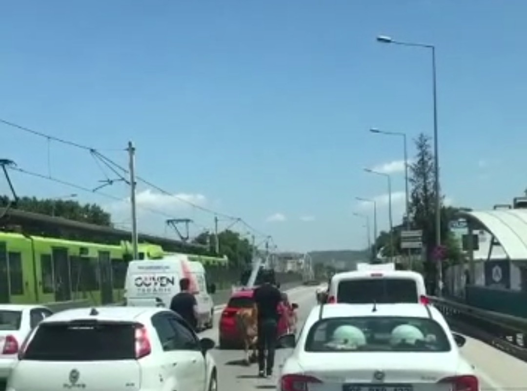 Kaçan boğalar trafiği kilitledi