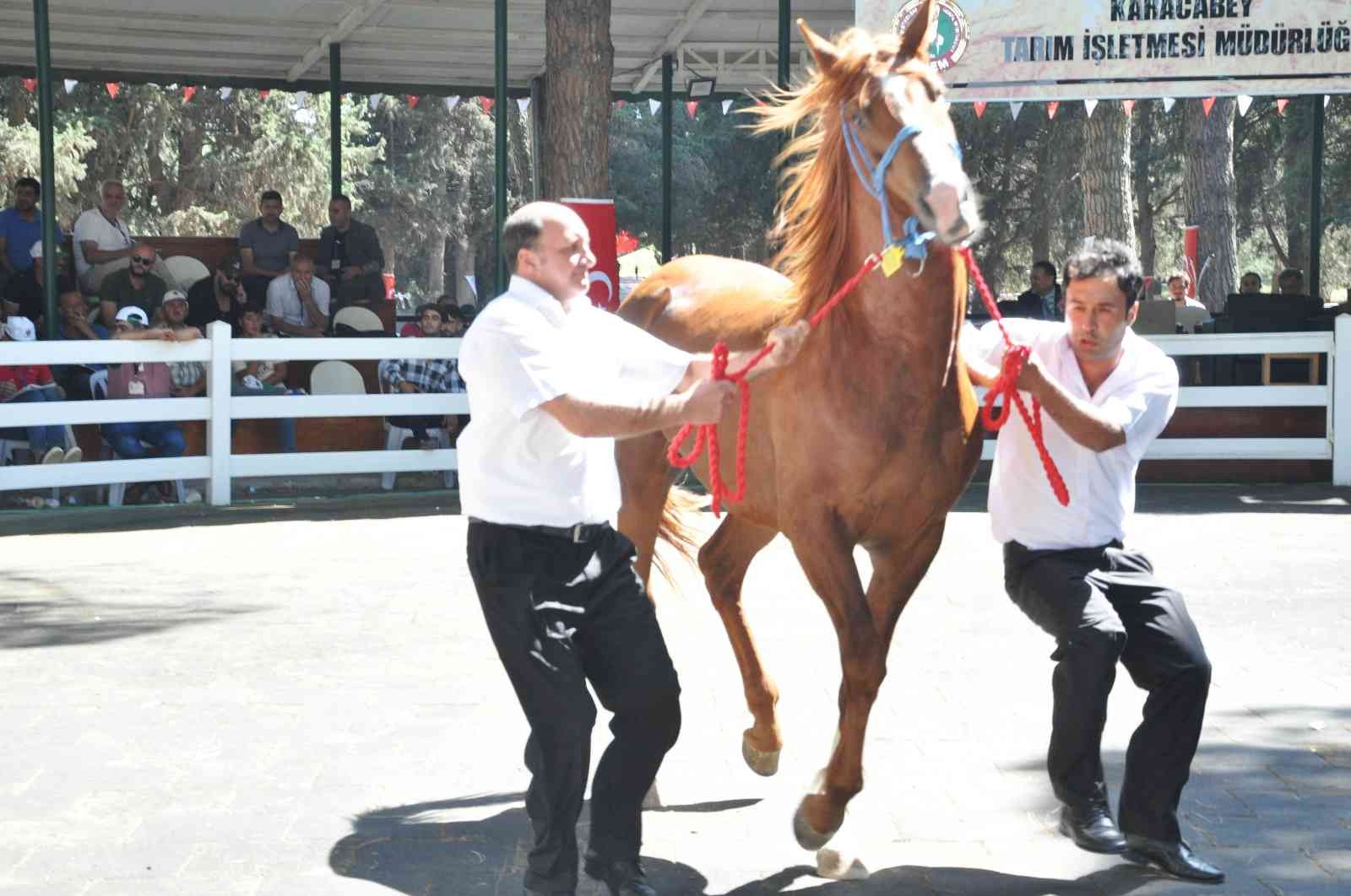 TİGEM tay satışından 3 milyon 686 bin lira gelir elde etti