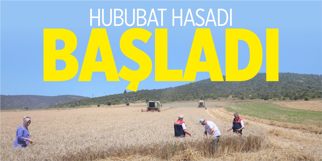 Hububat hasadı başladı