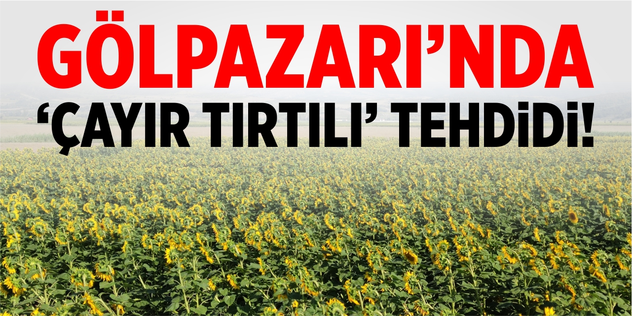 Gölpazarı ‘Çayır tırtılı’ tehdidi altında!