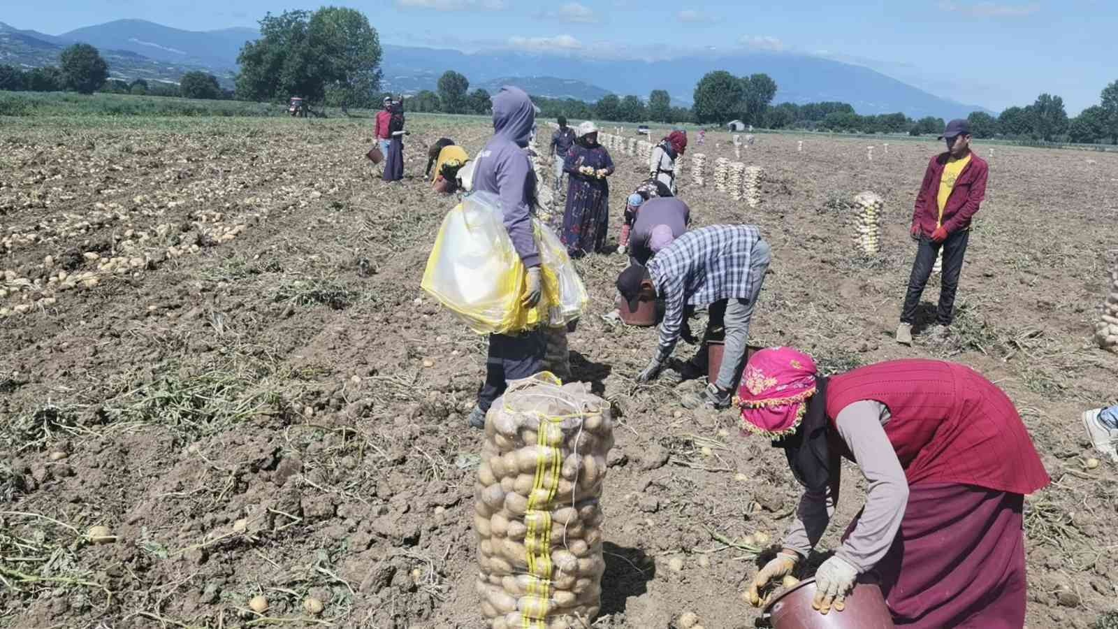 Bursa’da patates hasadı başladı