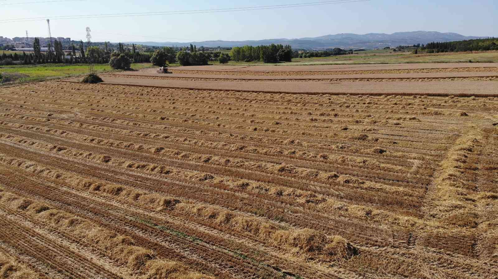 Üniversitenin arazisine buğday ektiler, 400 ton hasat yaptılar