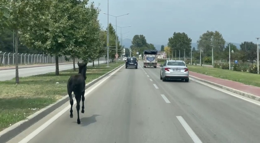 Başıboş at trafiği alt üst etti