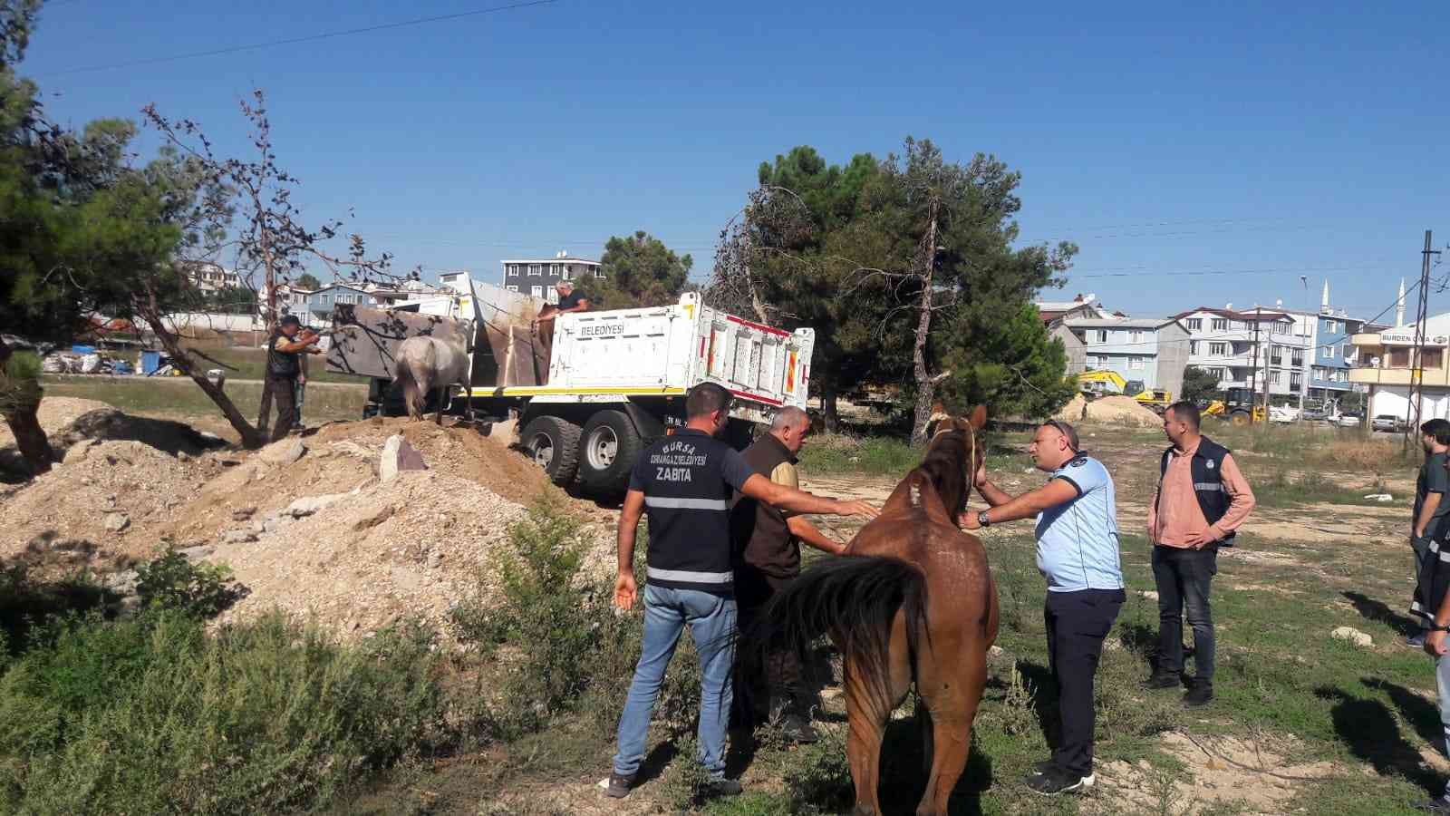 Başıboş atlar yakalandı