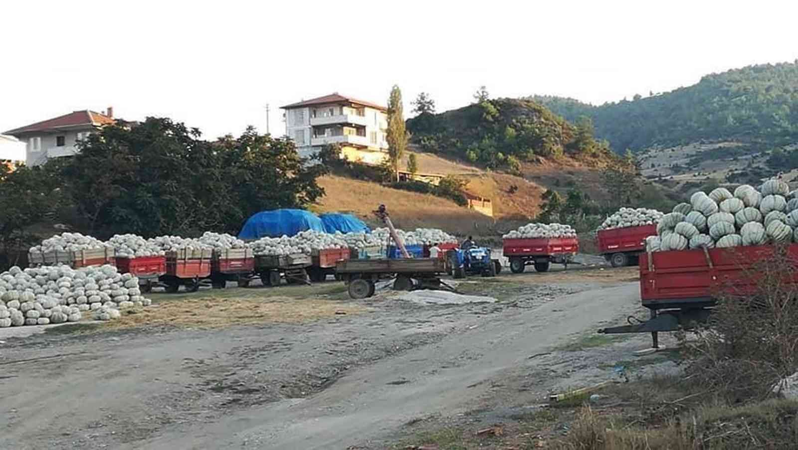 Kestane kabağının hasadı yapıldı