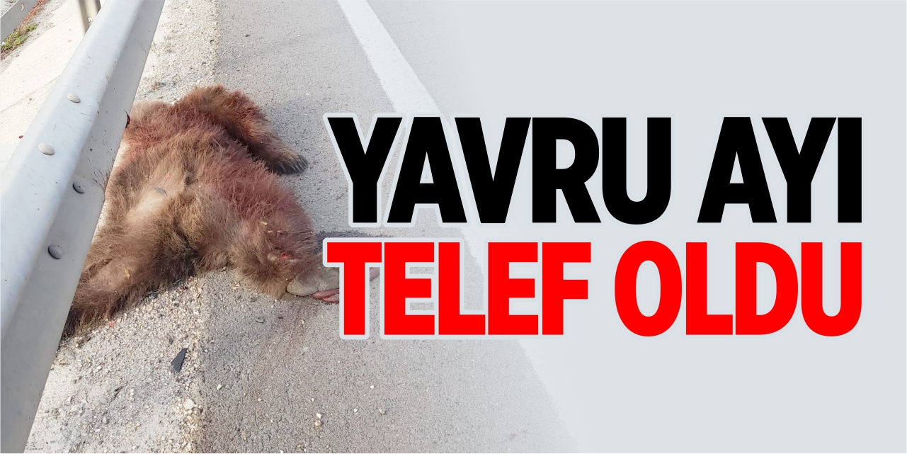 Yavru ayı telef oldu!