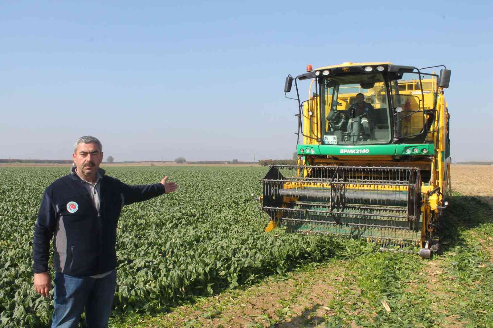 Türkiye’nin ıspanak ihtiyacının dörtte birini Bursa karşılıyor