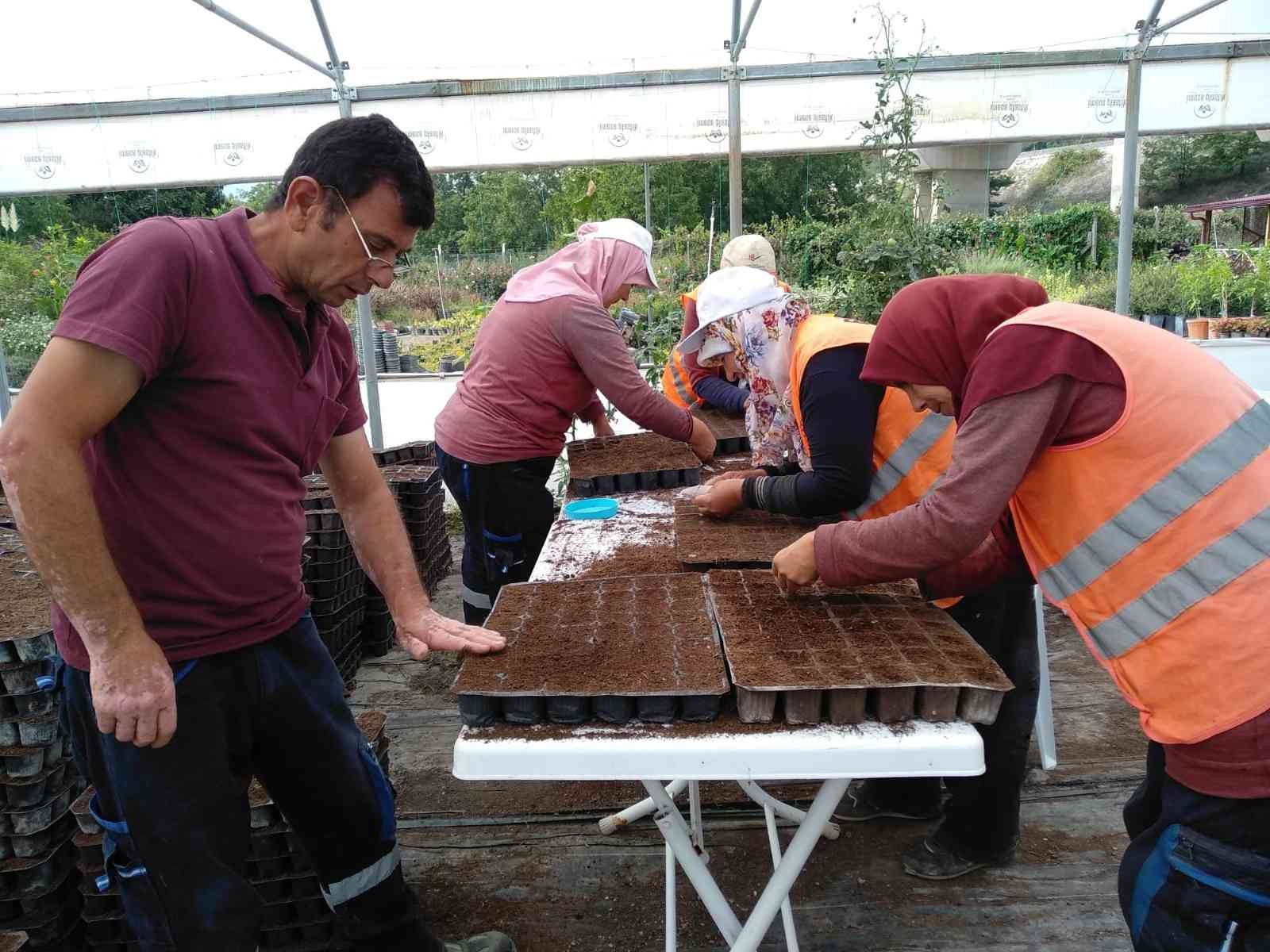 Peyzaj bitkilerinin yüzde 80’i belediye seralarında yetişiyor