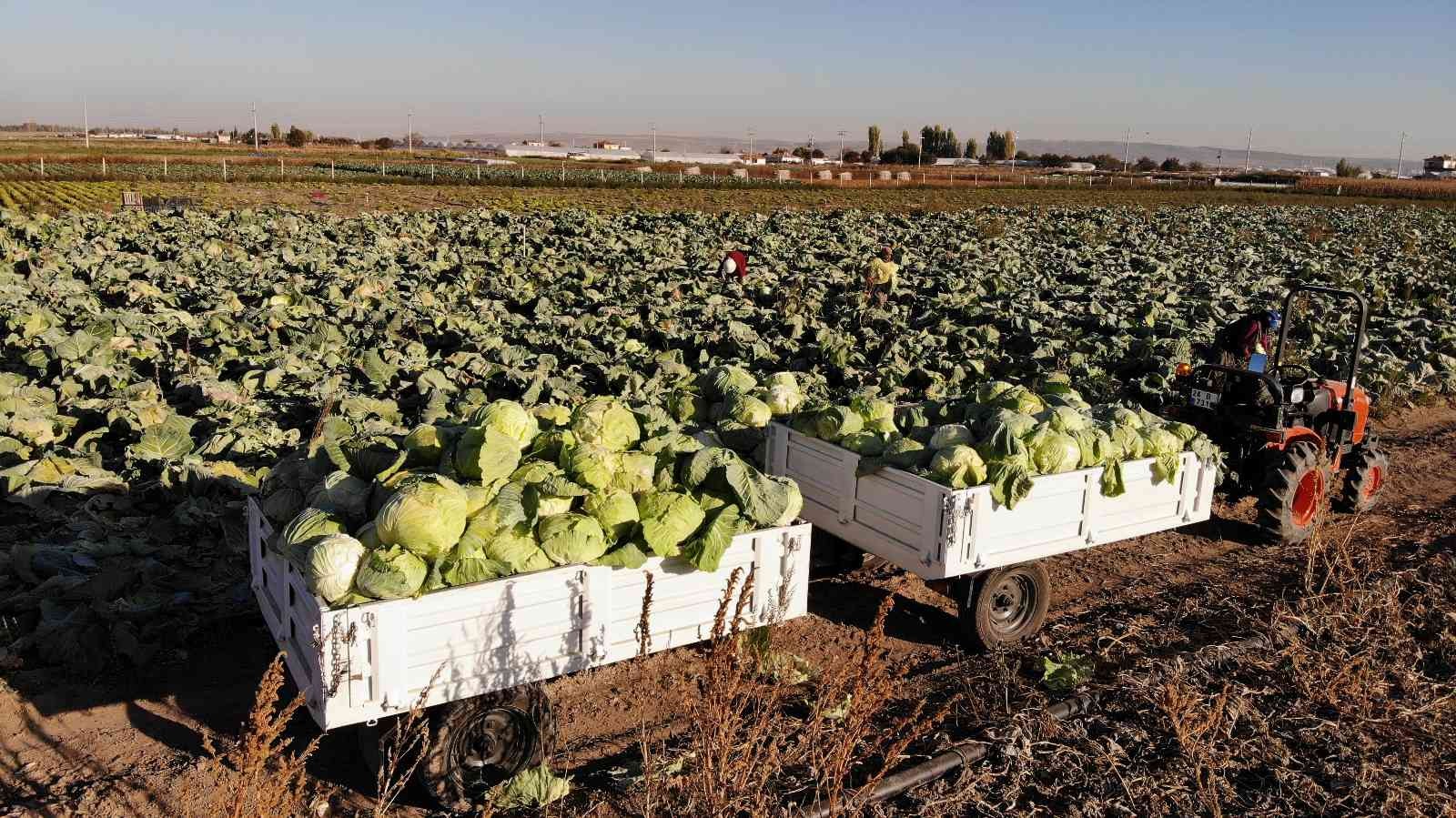 Kışlık lahanaların toprak mesaisi sona erdi