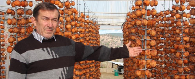 Kurutmaya bıraktıkları cennet hurmalarına adeta çocuk gibi bakıyorlar