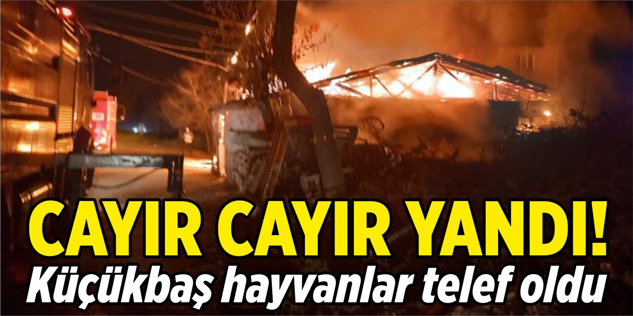 Cayır cayır yandı