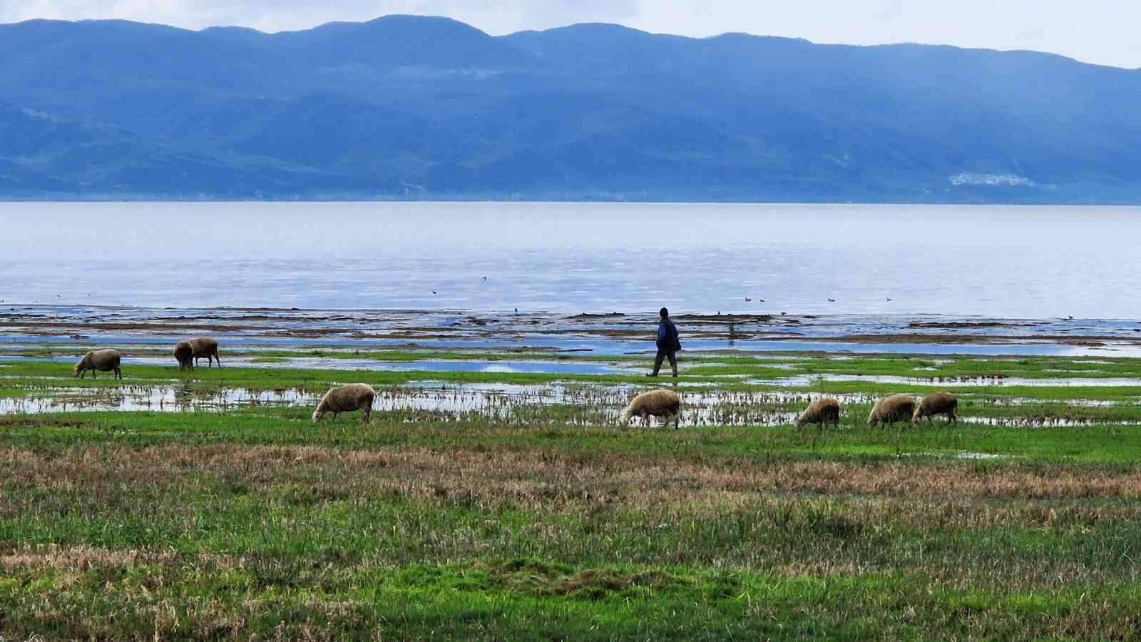 Suları çekilen İznik Gölü’nde artık koyunlar otluyor