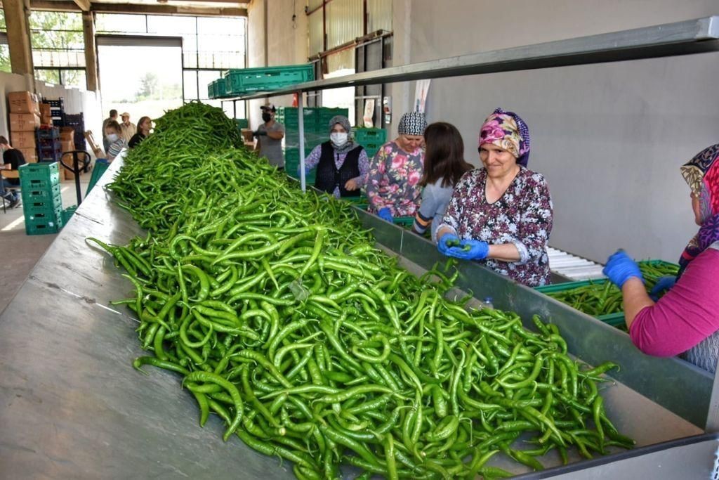 Yeşil sivri biberde ’Yenişehir’ tescili