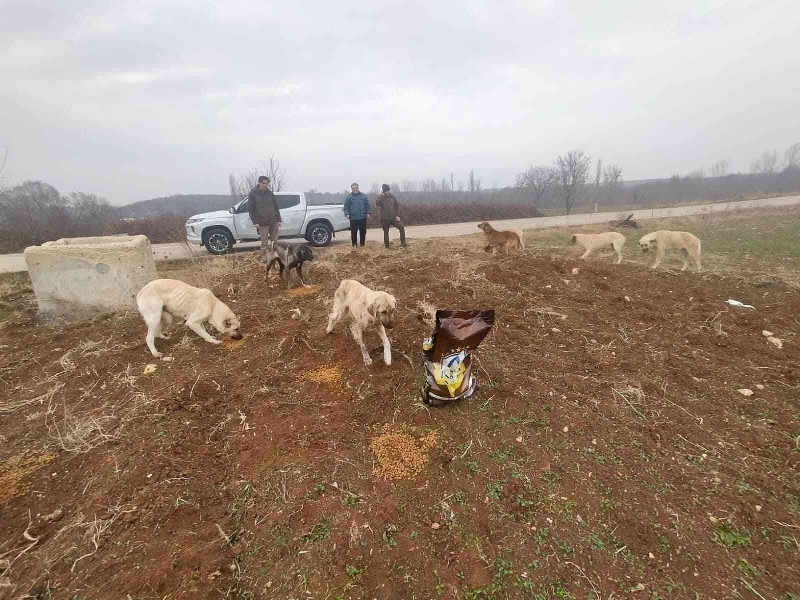 Bilecik’te sokak hayvanları unutulmadı