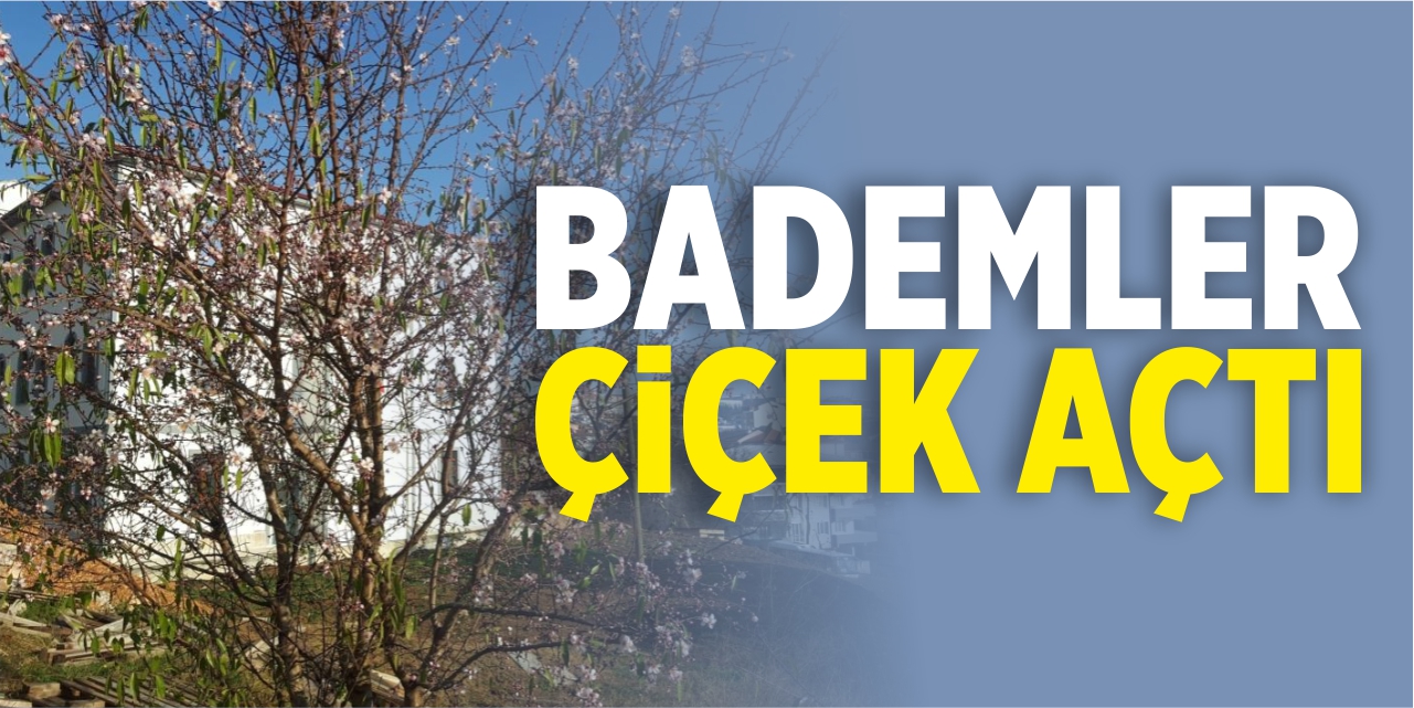 Bademler çiçek açtı