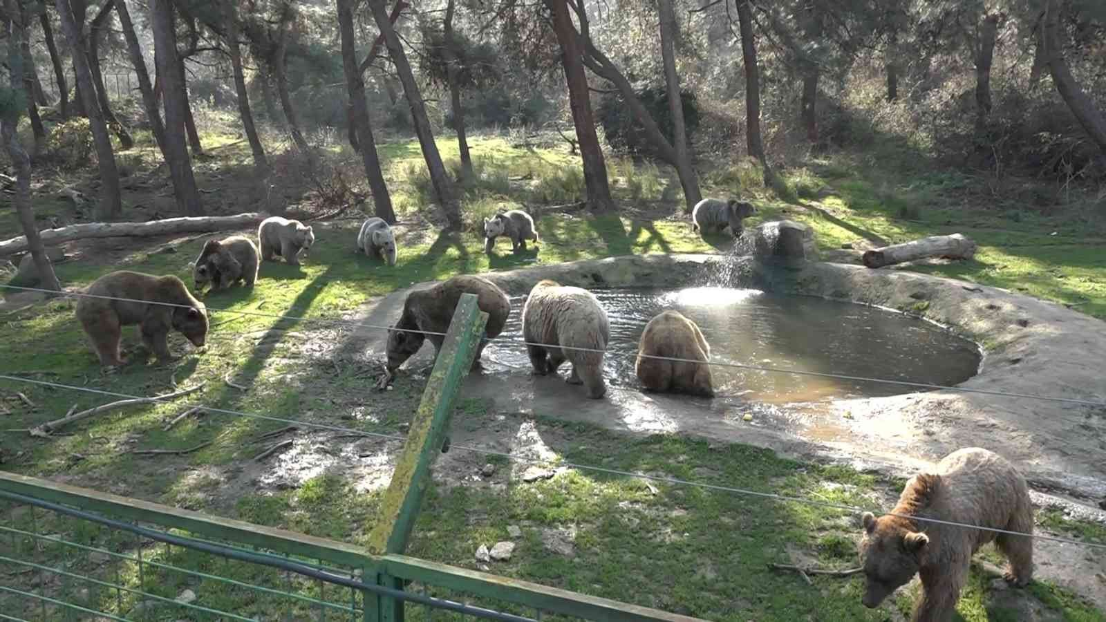 Kış geldi, ayıların uykusu yine gelmedi